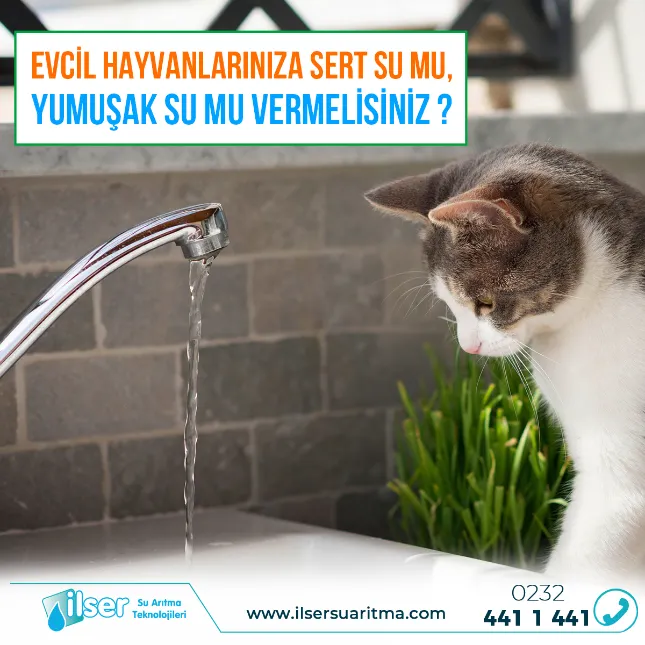 Evcil Hayvanlarınıza Sert Su Mu, Yumuşak Su Mu Vermelisiniz